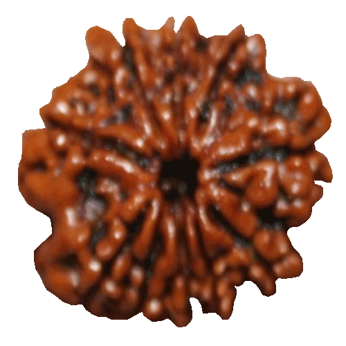 10 Mukhi Rudraksha